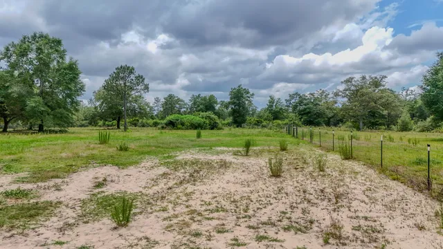 a view of a park with large trees