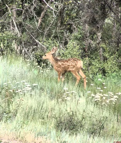 $995,000 | 767 Henry's Lake Drive, Chromo, CO 81128