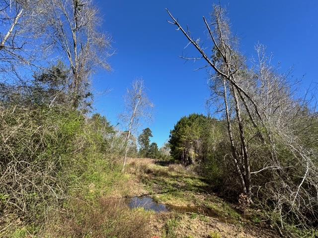 0 Macedonia Ch Road Columbia, AL 36319 - Photo 16 of 61