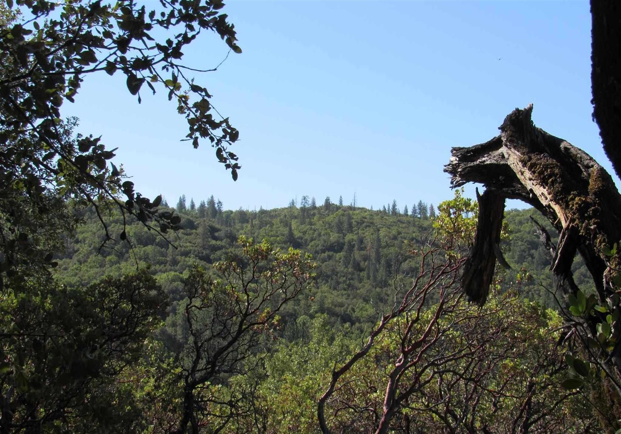 a view of a tree in a field