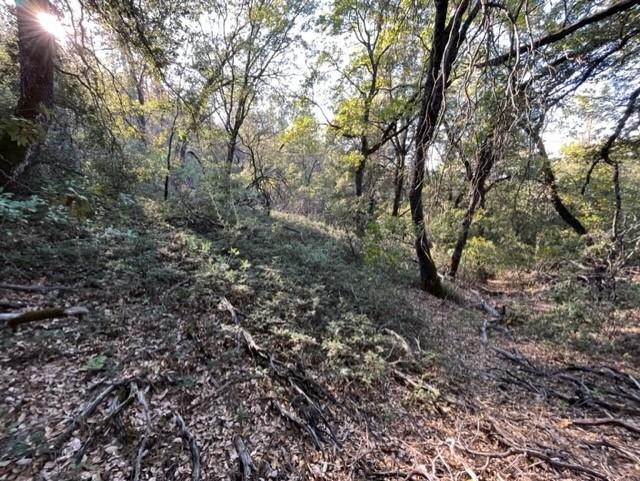 3 Italian Bar Road Twain Harte, CA 95383 - Photo 5 of 6 a view of a large yard with lots of bushes