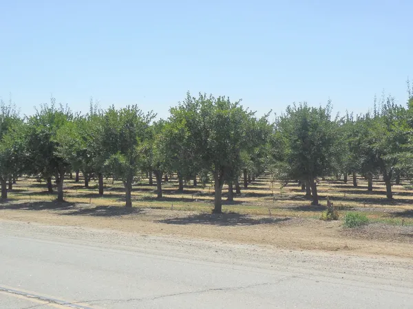 a view of a yard and tree s