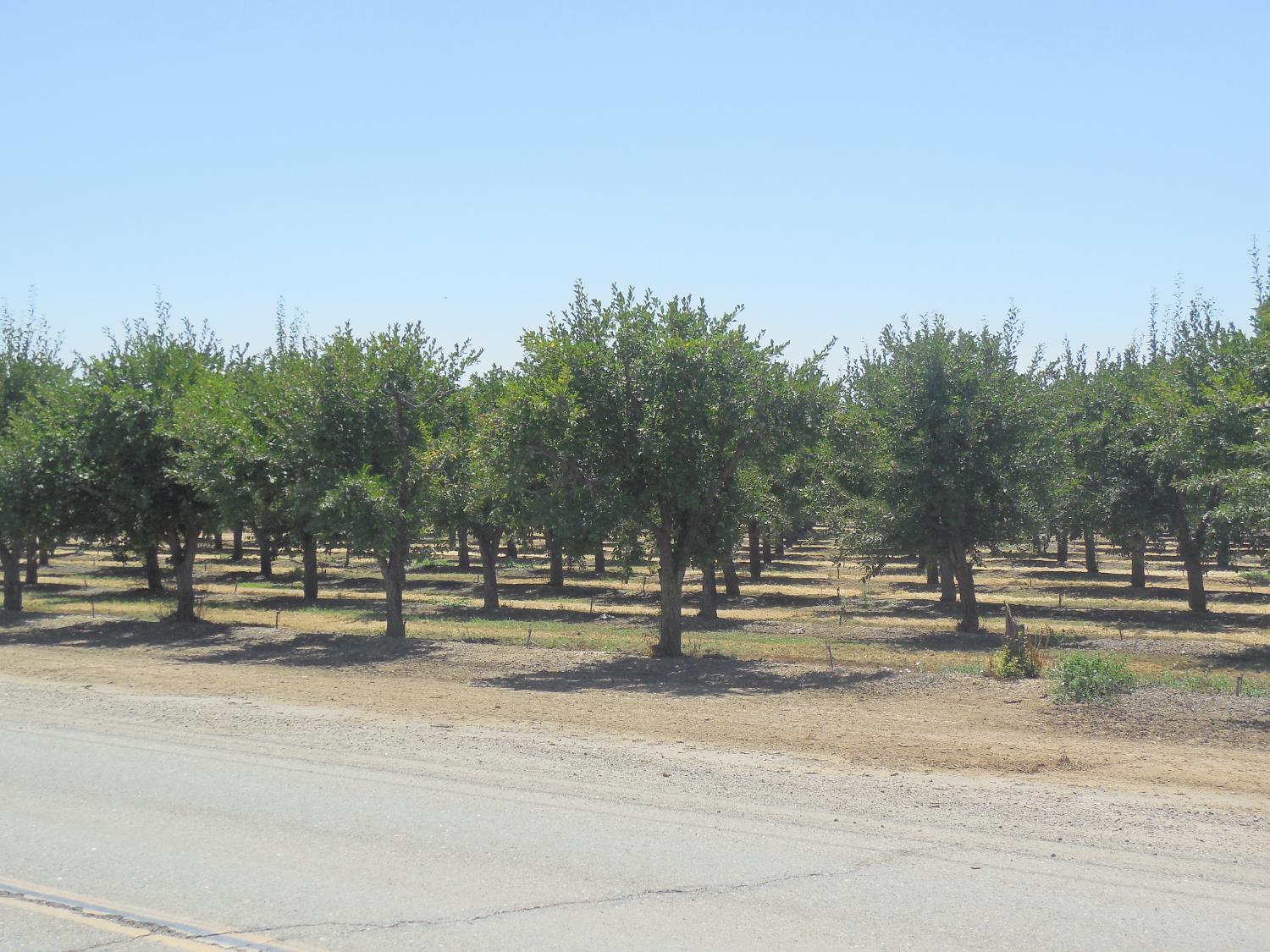 2200 Encinal Road Live Oak, CA 95953 - Photo 5 of 28 a view of a yard and tree s