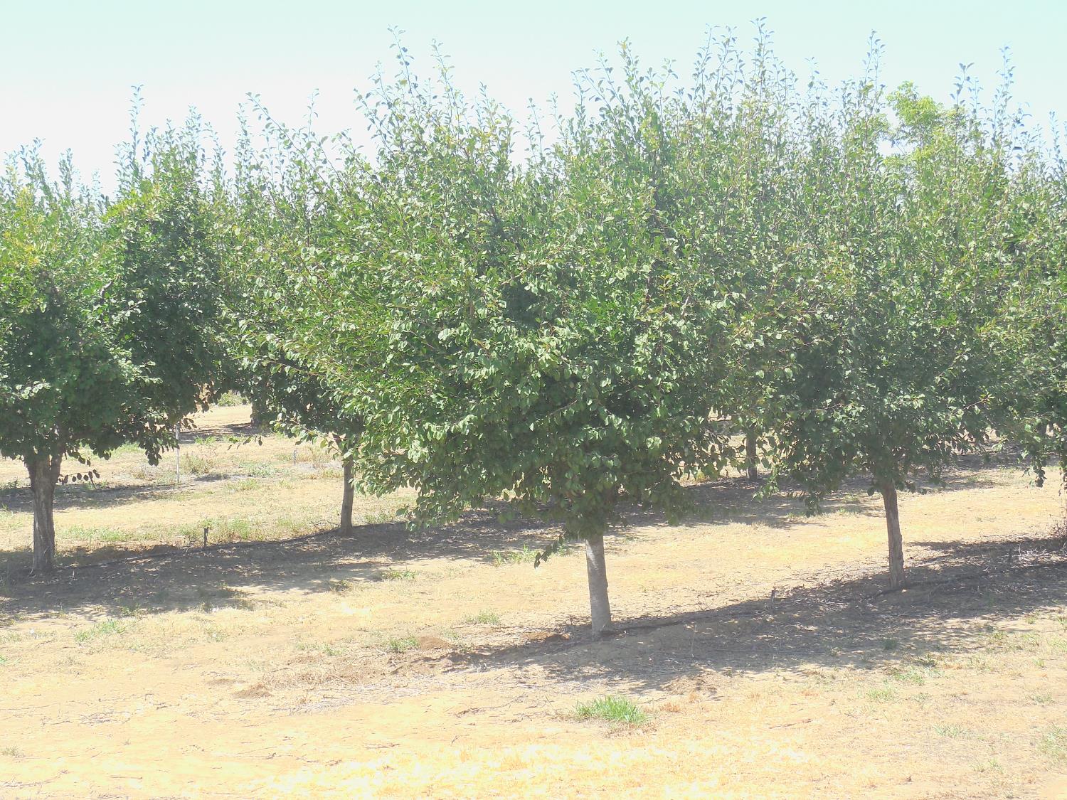 2200 Encinal Road Live Oak, CA 95953 - Photo 6 of 28 a view of a yard covered with trees