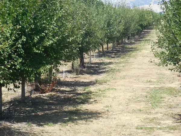 a view of a yard with an trees