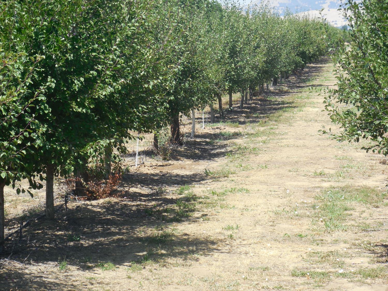 2200 Encinal Road Live Oak, CA 95953 - Photo 7 of 28 a view of a yard with an trees
