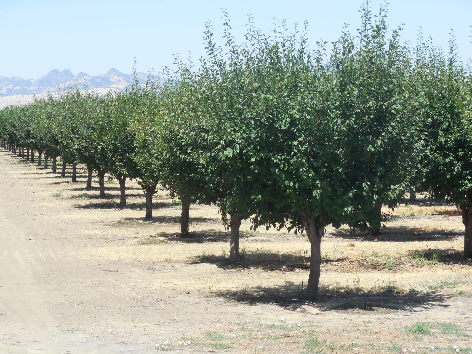 2200 Encinal Road Live Oak, CA 95953 - Photo 8 of 28 a view of a yard with a tree