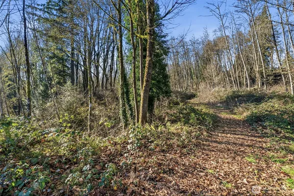 a view of backyard with tree