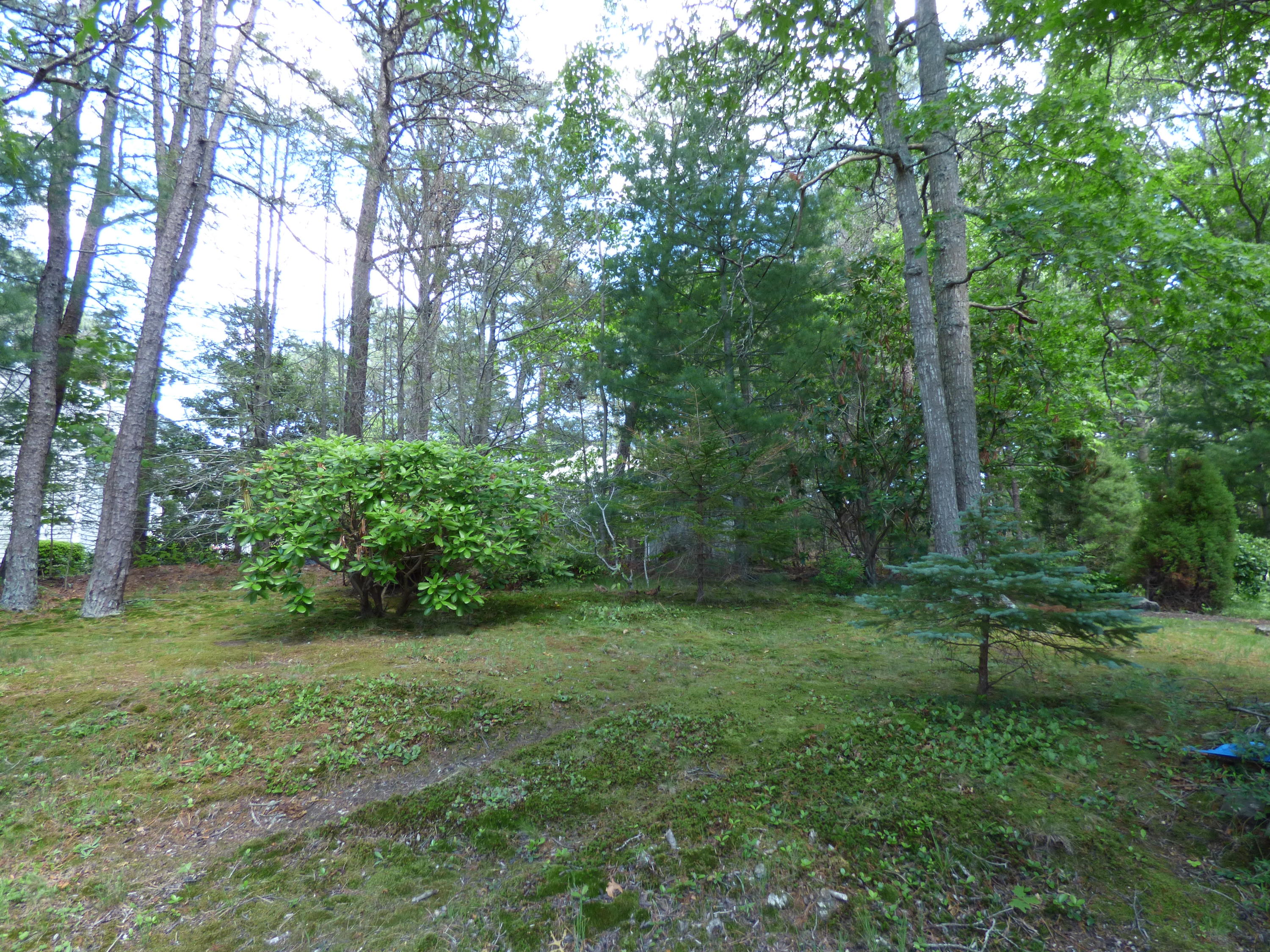 1415 Old Post Road Marstons Mills, MA 02648 - Photo 20 of 28 a view of a lush green forest