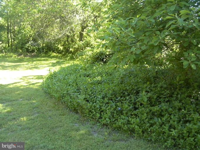 203 Sharp Road Denton, MD 21629 - Photo 10 of 10 enjoy watching the deer and wildlife