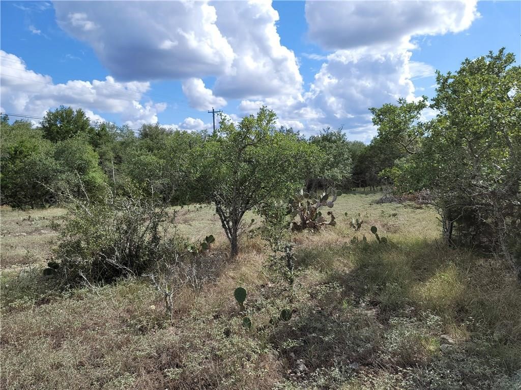 a view of a dry yard with lots of trees