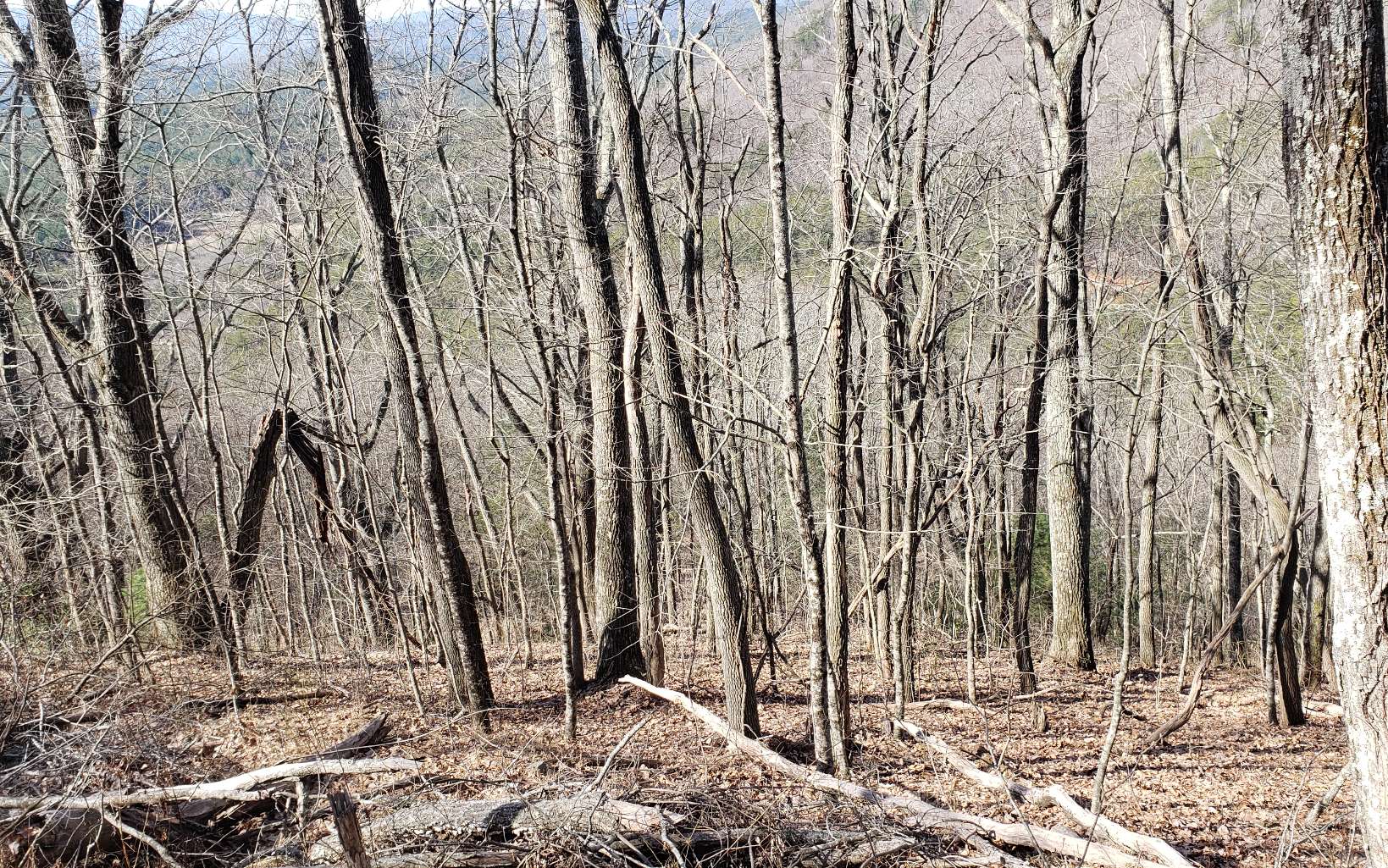 28 A Sassafras Ridge Road Turtletown, TN 37391 - Photo 25 of 25 Additional View