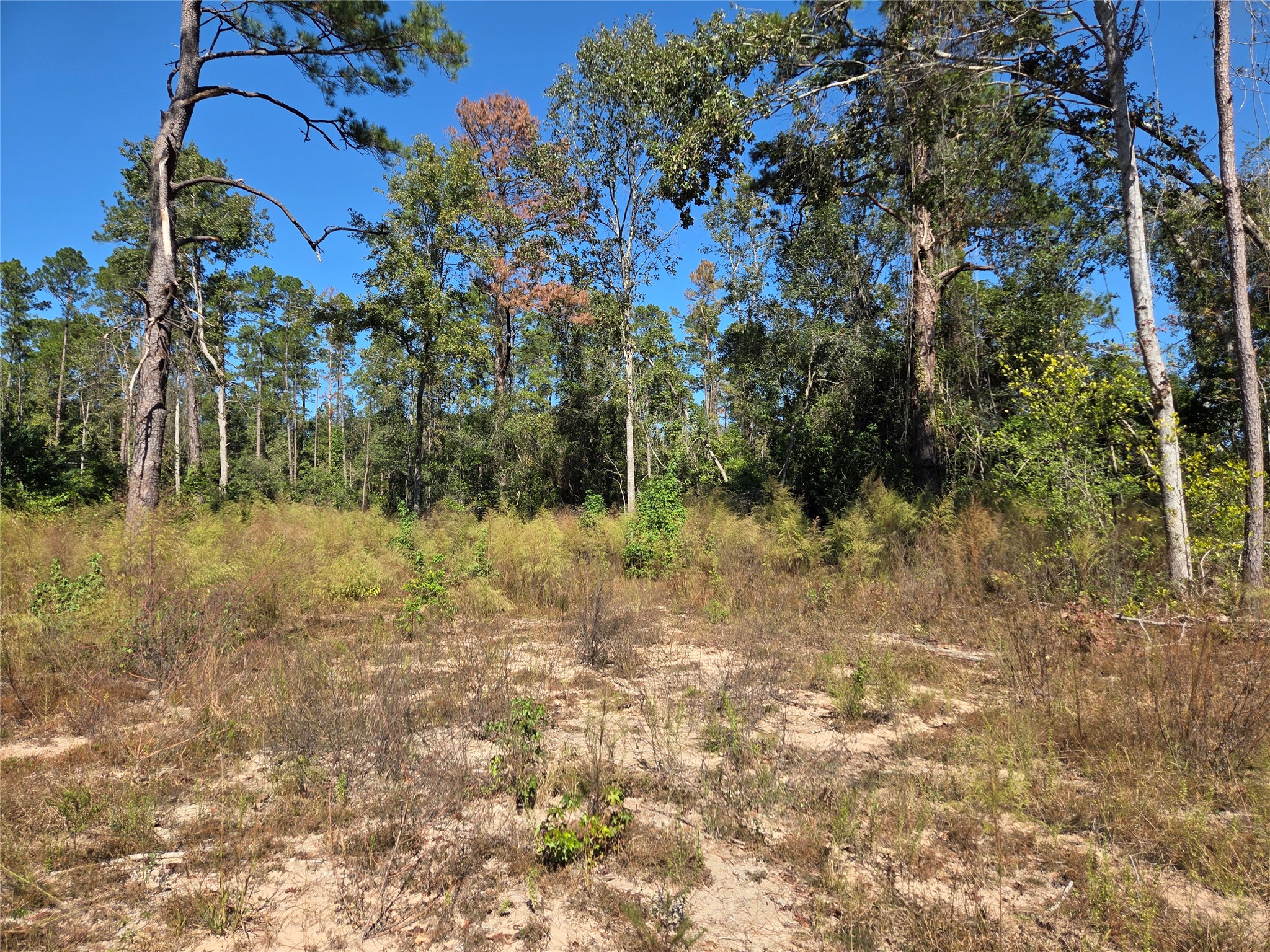 108-acres Morgan Cemetery Road Splendora, TX 77372 - Photo 5 of 7 a backyard of a house with lots of green space