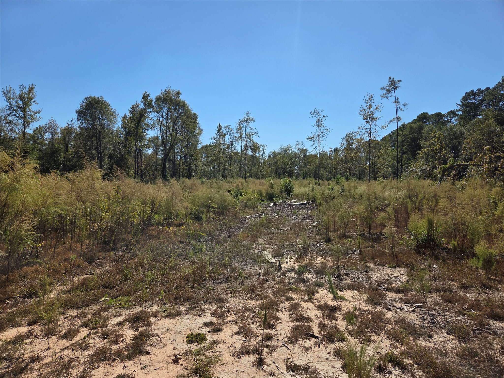 108-acres Morgan Cemetery Road Splendora, TX 77372 - Photo 6 of 7 a view of a forest with trees in the background