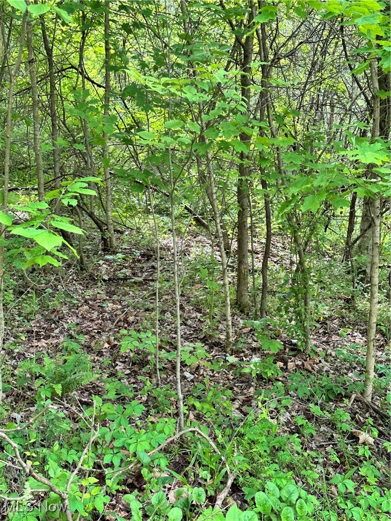 14568 Mt Perry Road Mount Perry, OH 43760 - Photo 7 of 19 View of undeveloped land