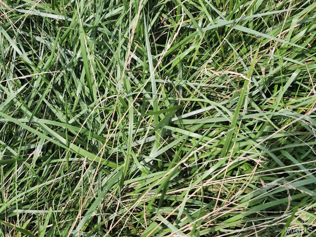 0 State Highway 76 Ava, MO 65608 - Photo 3 of 10