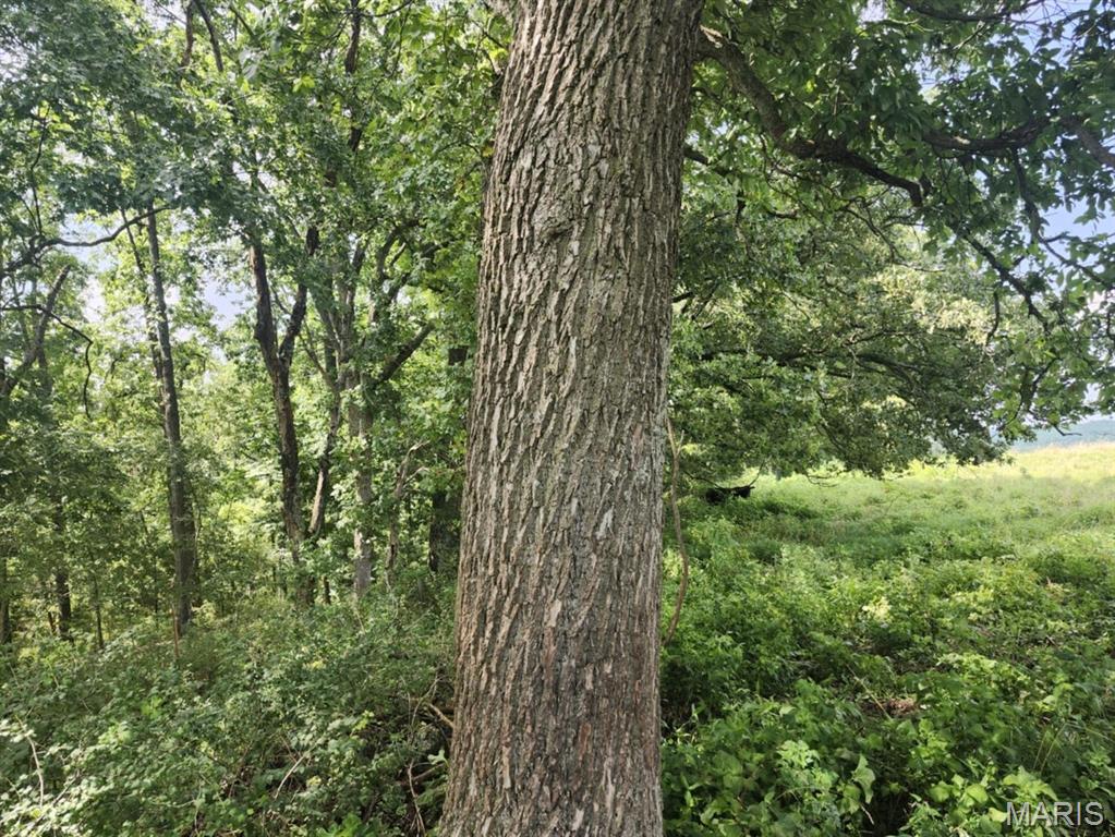 0 State Highway 76 Ava, MO 65608 - Photo 8 of 10