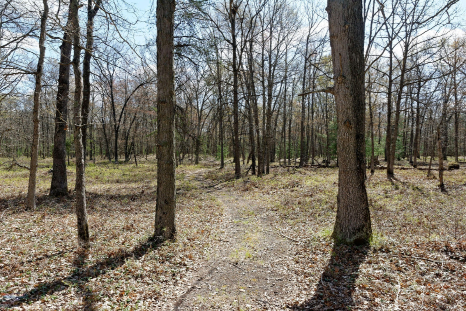 Star Acres Drive Baldwin, MI 49304 - Photo 2 of 10 DSC_6553_DxO