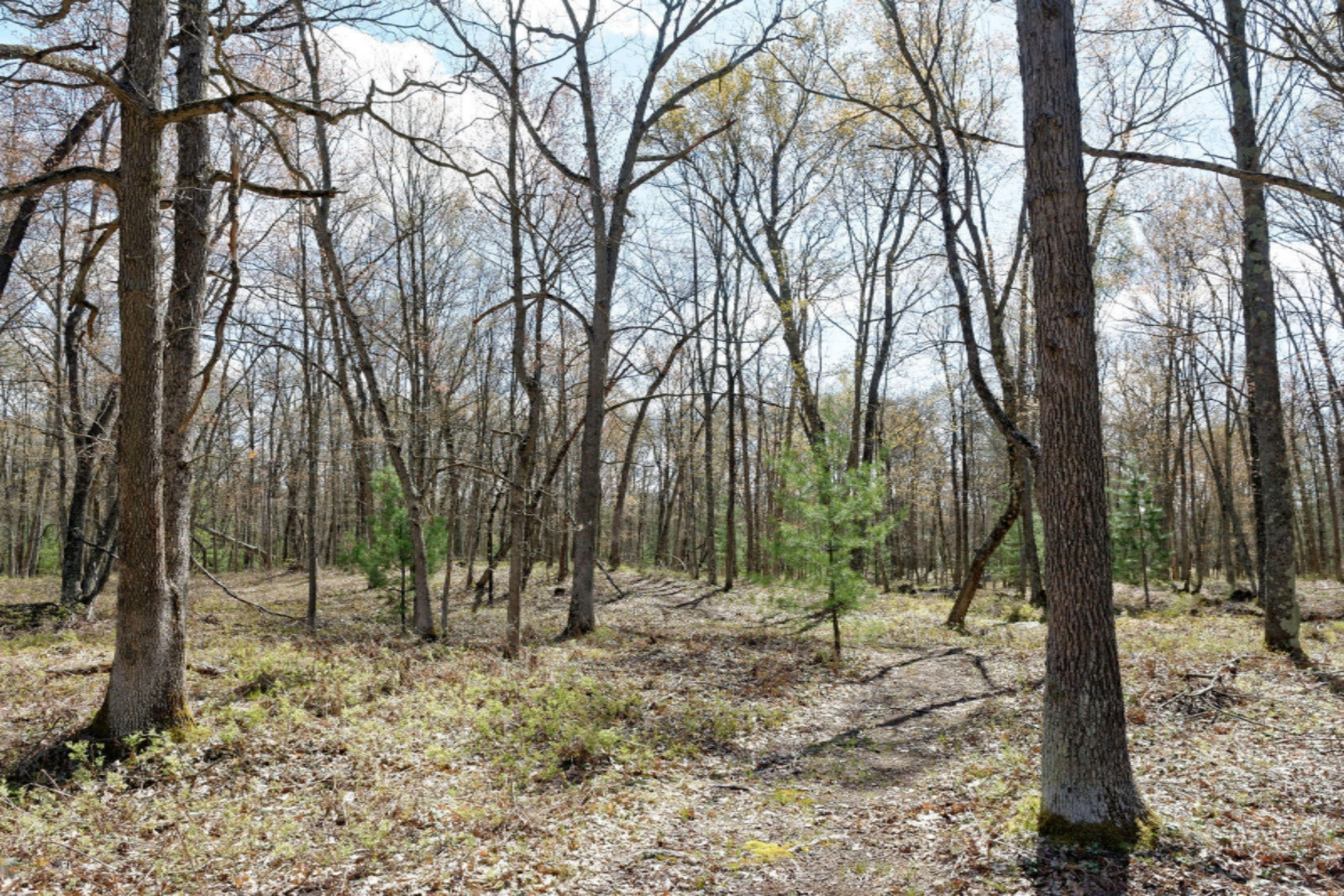 Star Acres Drive Baldwin, MI 49304 - Photo 3 of 10 DSC_6554_DxO