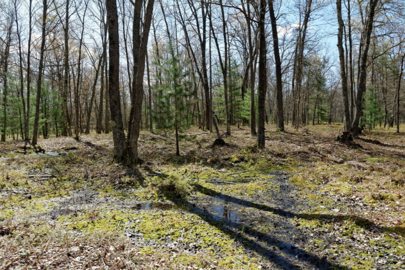 Star Acres Drive Baldwin, MI 49304 - Photo 4 of 10 DSC_6556_DxO