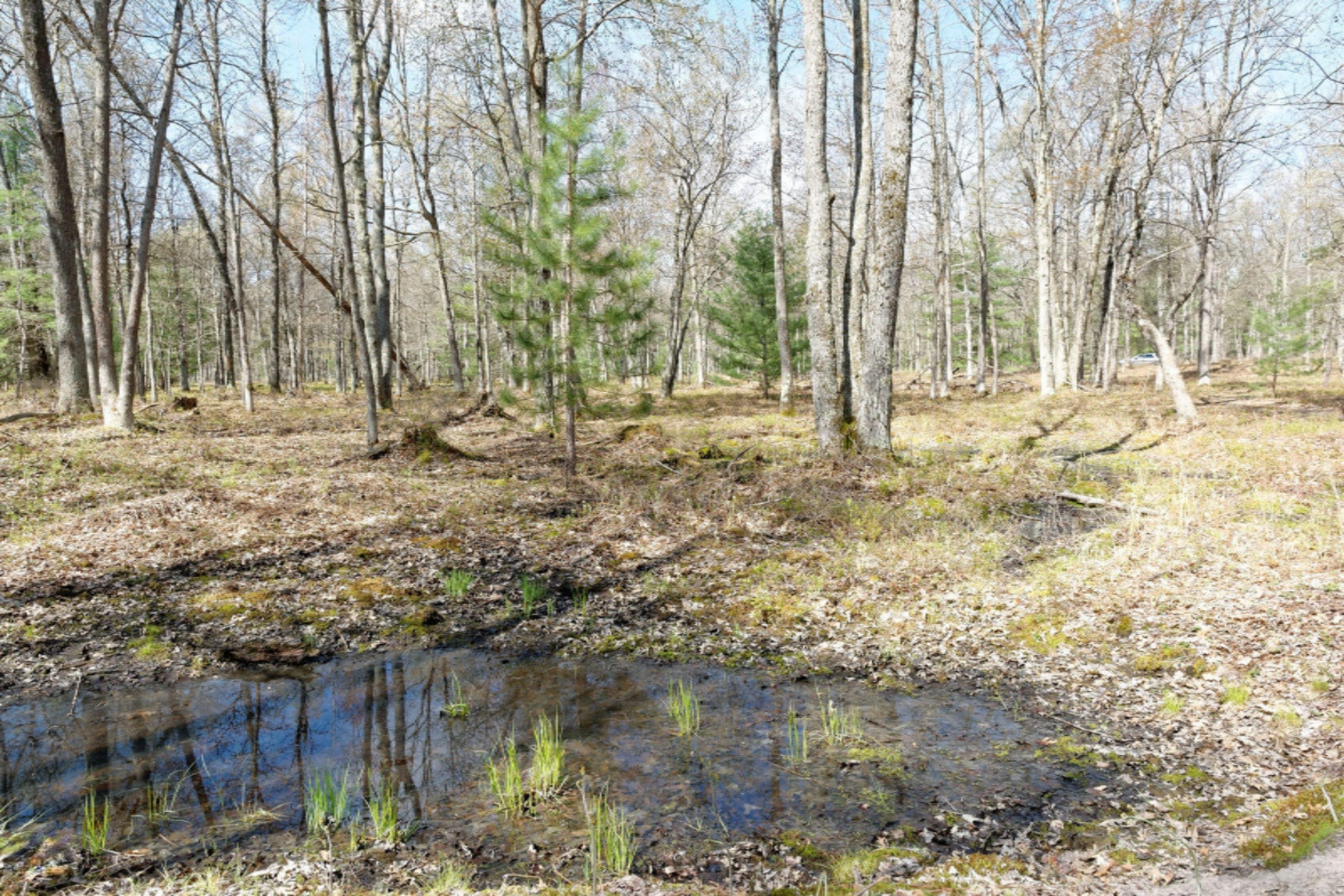 Star Acres Drive Baldwin, MI 49304 - Photo 5 of 10 DSC_6559_DxO