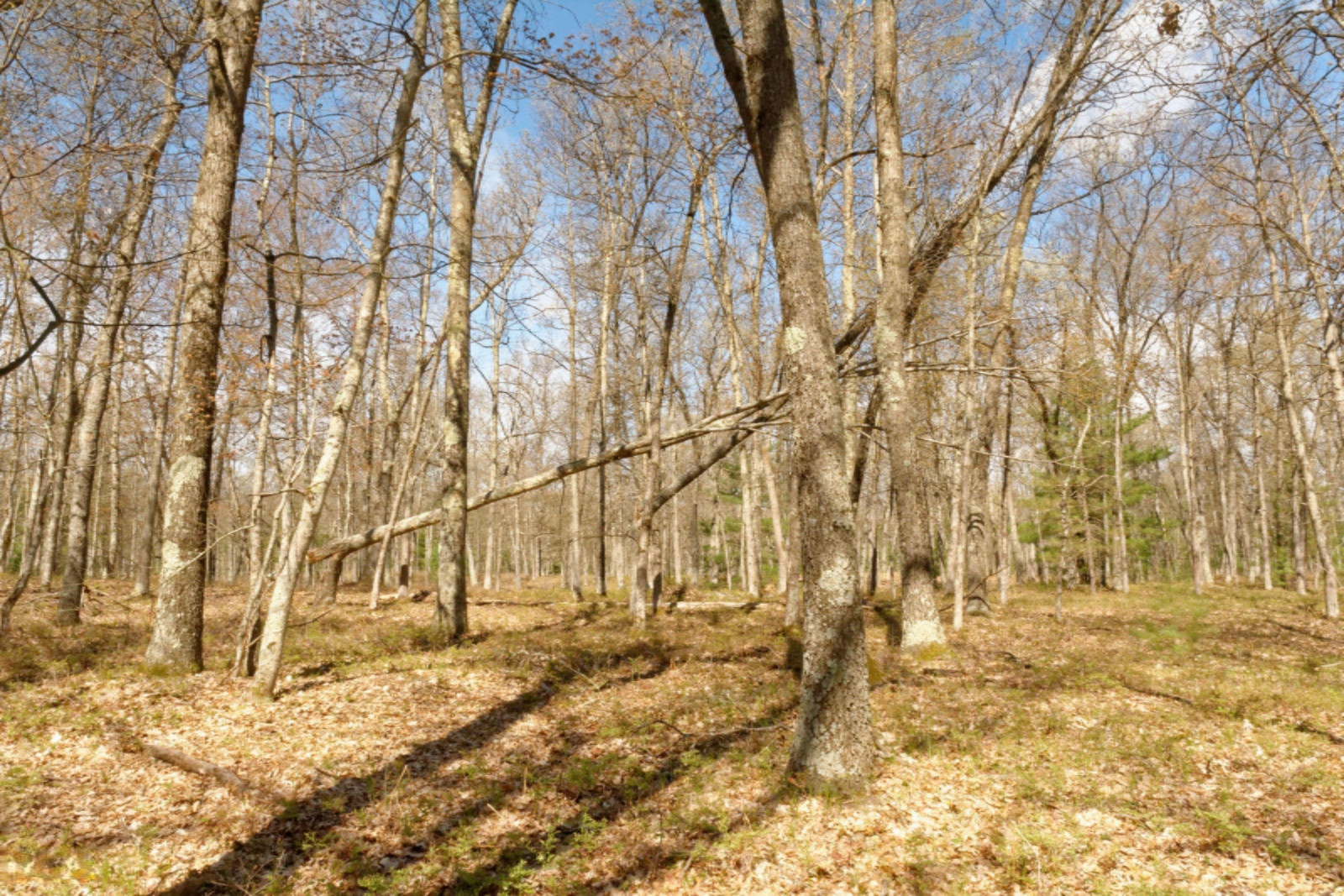 Star Acres Drive Baldwin, MI 49304 - Photo 6 of 10 DSC_6565_DxO