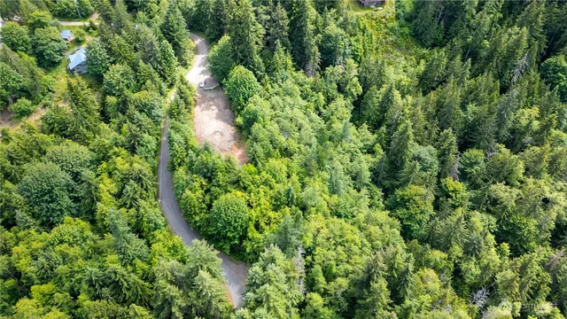 a view of a lush green forest with lots of trees