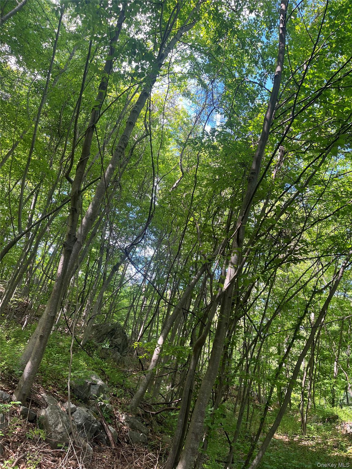 Old Church Road Putnam Valley, NY 10579 - Photo 10 of 26 a view of a lush green forest
