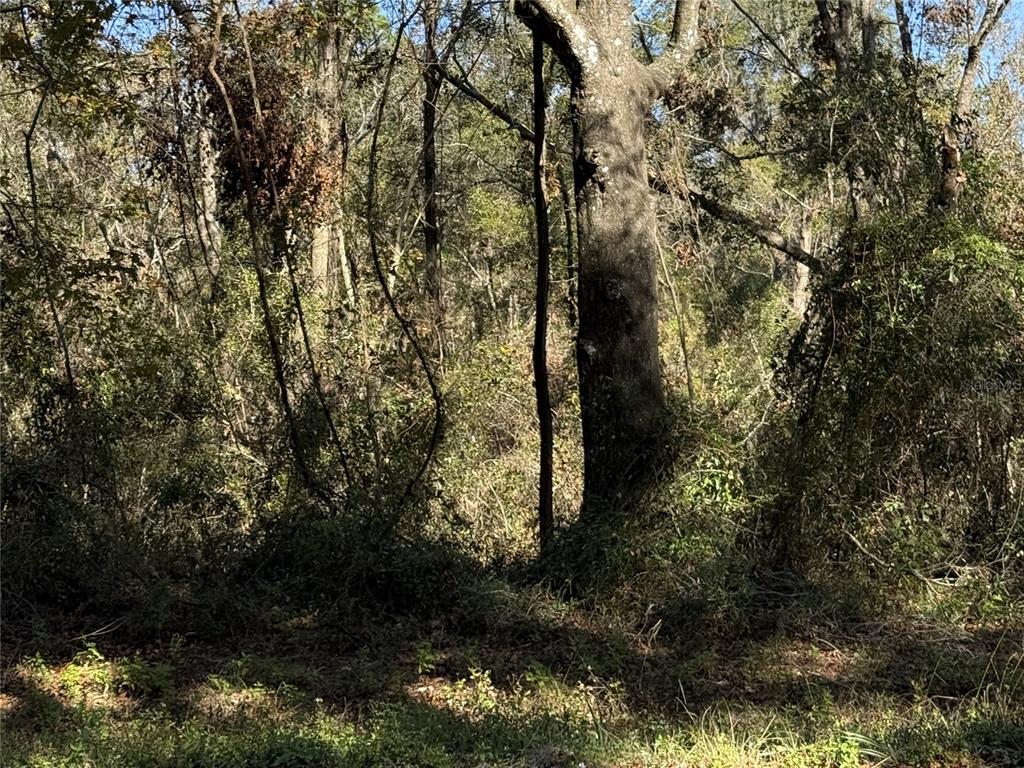 349 Southeast Lake City Lake City, FL 32025 - Photo 2 of 5 a view of a yard with plants and large trees