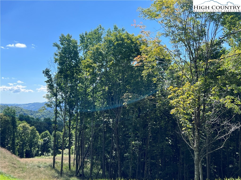 69 Poplar Forest Drive Boone, NC 28607 - Photo 4 of 18 a view of a yard with plants and trees