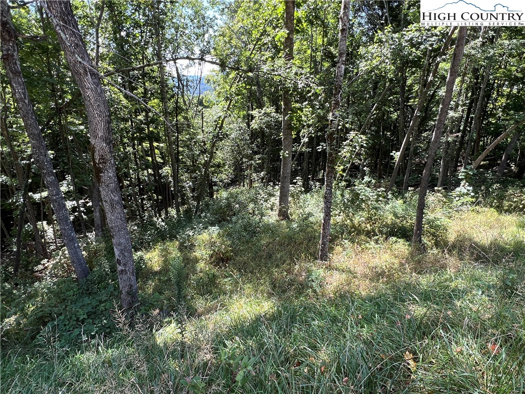 69 Poplar Forest Drive Boone, NC 28607 - Photo 7 of 18 a view of a forest with a tree