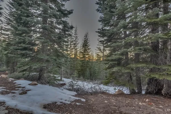 a view of a forest with trees in the background