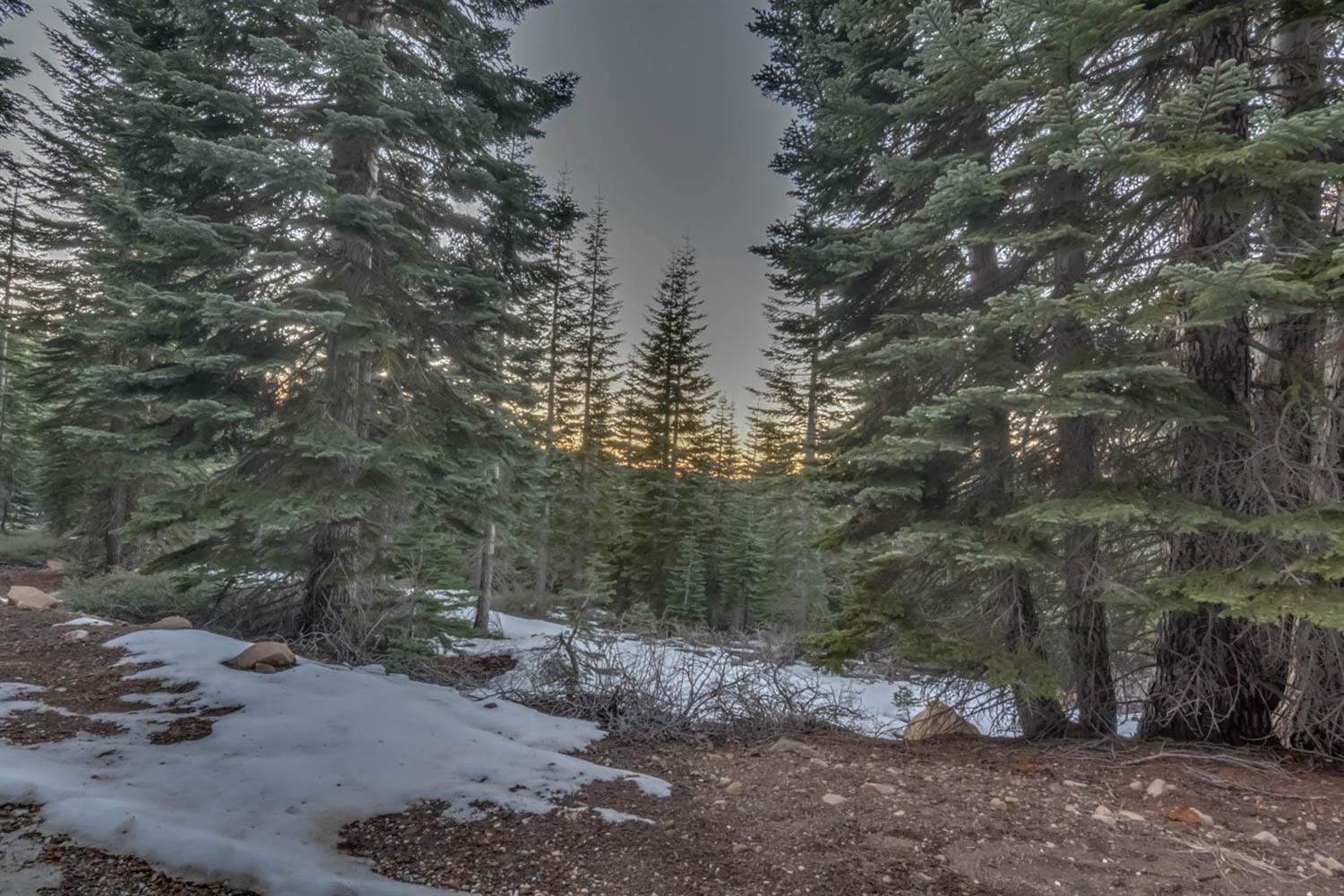 0 Prather Meadow Road Arnold, CA 95223 - Photo 2 of 15 a view of a forest with trees in the background