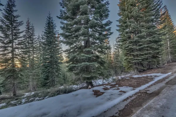 a view of a forest with a tree