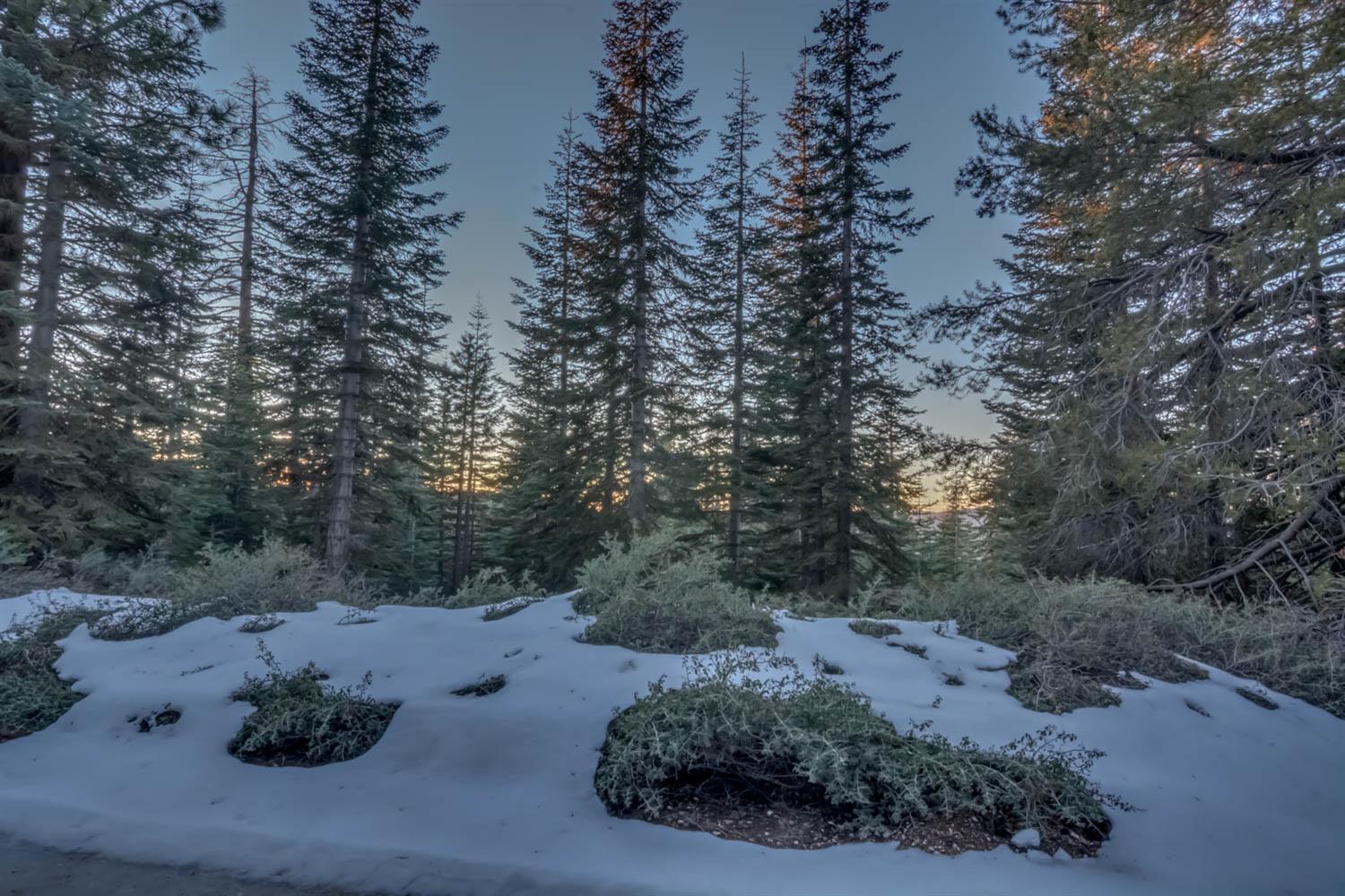 0 Prather Meadow Road Arnold, CA 95223 - Photo 5 of 15 a view of a yard with a tree