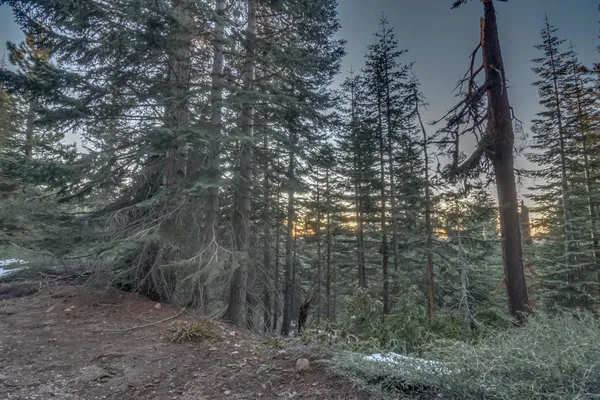 a view of a forest with trees in the background