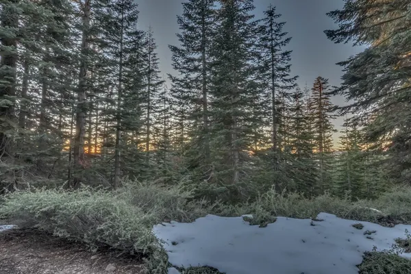 a view of a forest with a tree