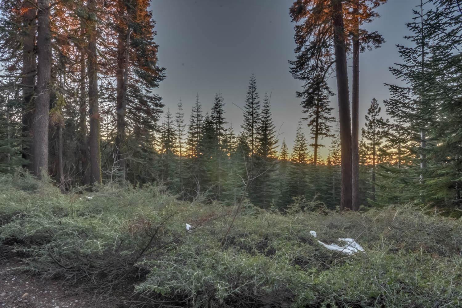 0 Prather Meadow Road Arnold, CA 95223 - Photo 8 of 15 a view of a forest