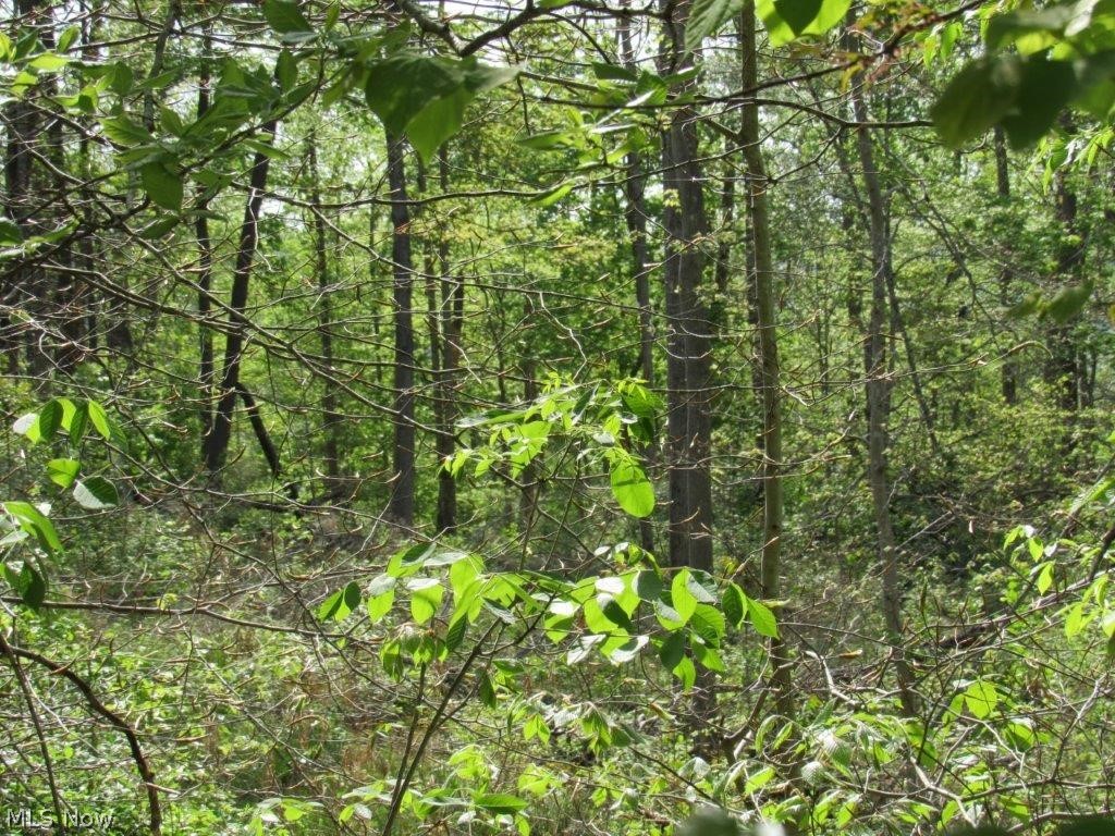 Clay Road Newton, WV 25266 - Photo 5 of 6