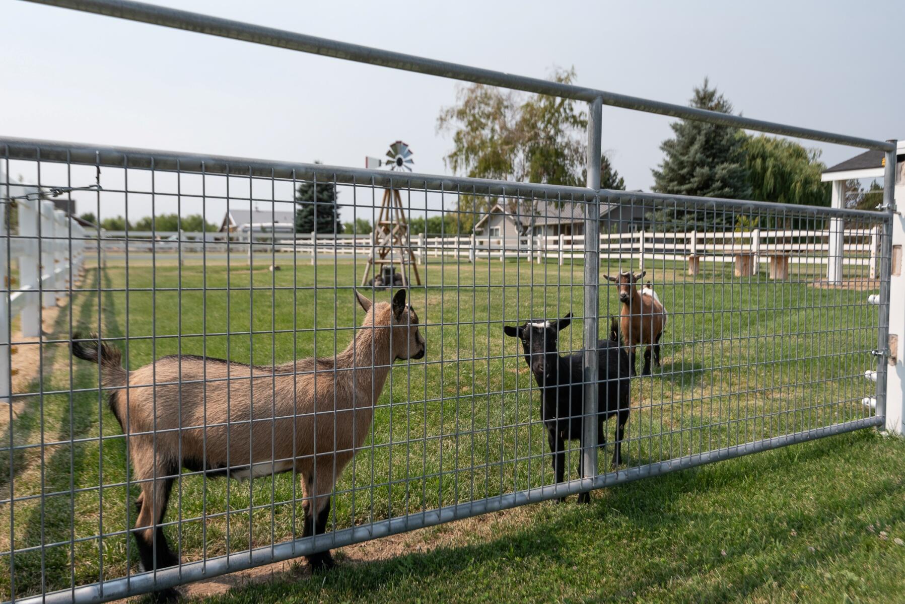 64495 Research Road Bend, OR 97703 - Photo 47 of 54 batch_45BGoats