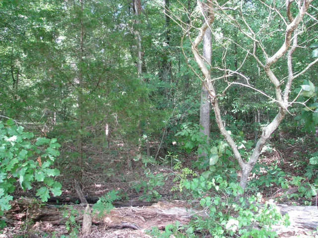 a view of a garden with a tree