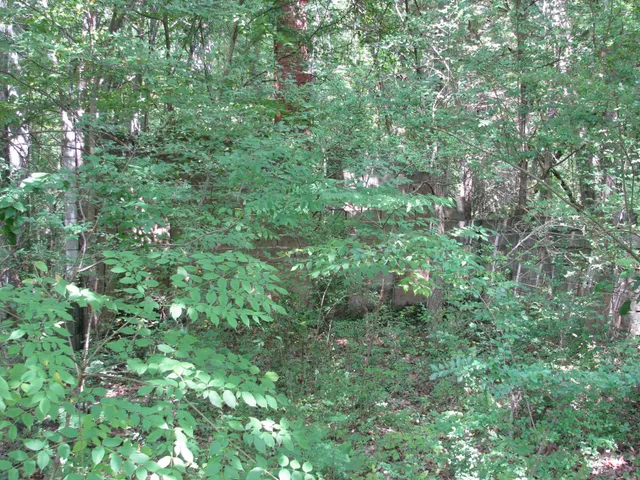 a view of a lush green forest