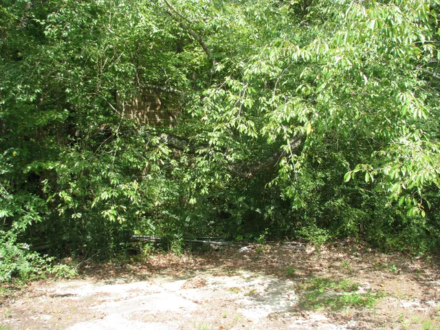 a view of a yard with plants and a tree