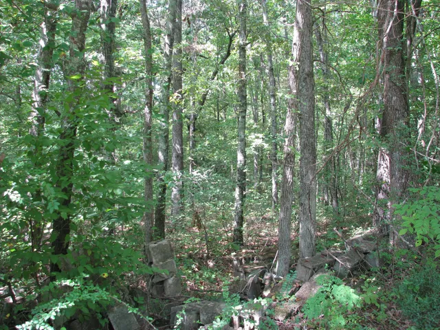 a view of forest