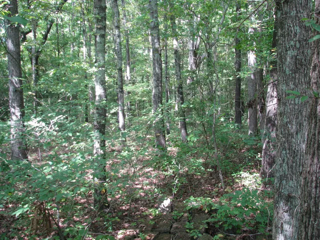 a view of outdoor space and covered with trees