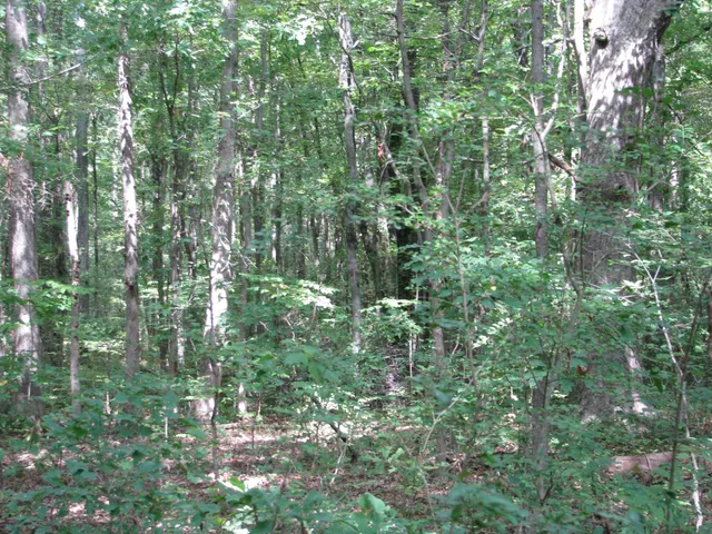 a close up of a plant in a garden