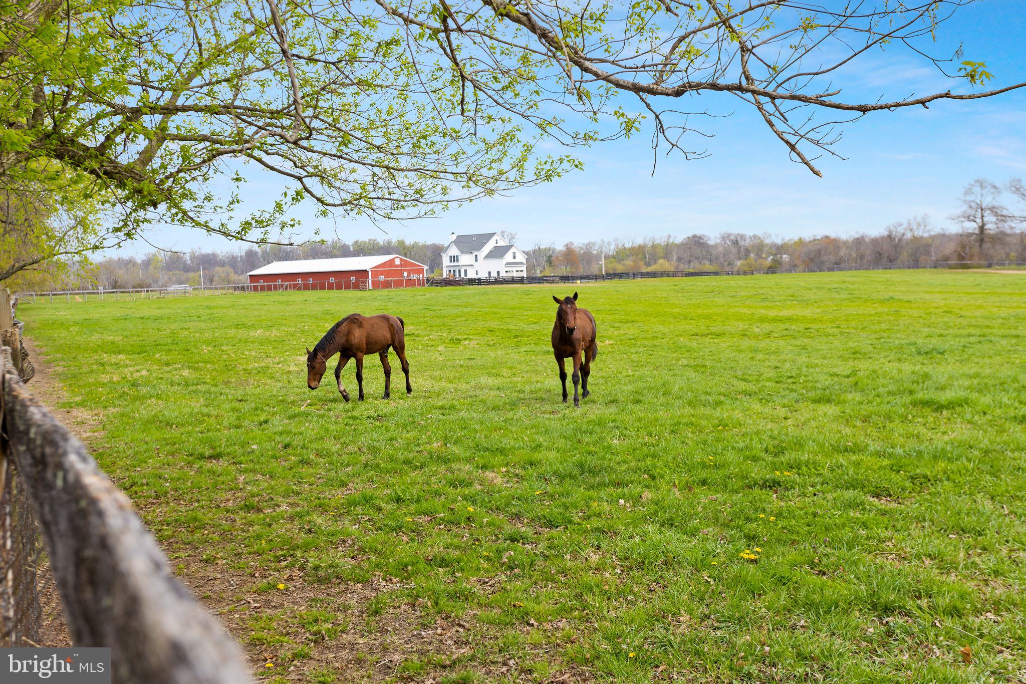 11 Nicholas Court Cream Ridge, NJ 08514 - Photo 54 of 67 Serene pasture with grazing horses.
