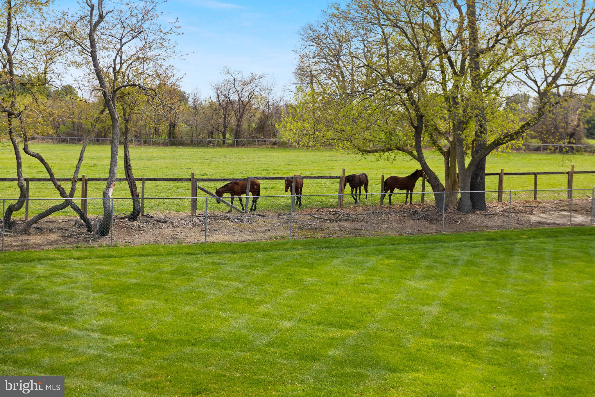 11 Nicholas Court Cream Ridge, NJ 08514 - Photo 64 of 67 Serene Pasture with Grazing Horses