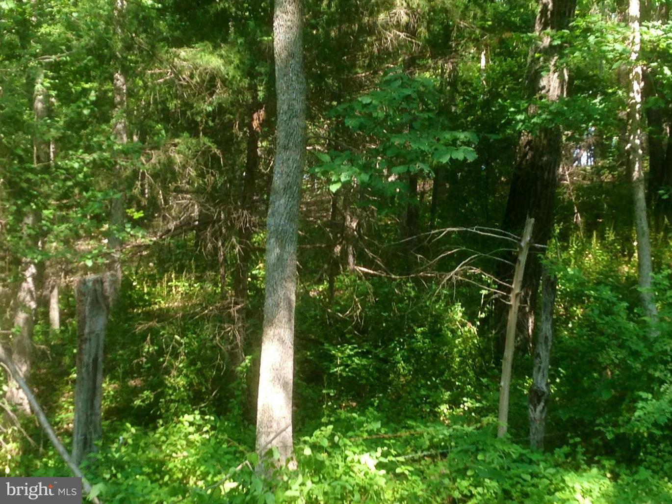 1 Huttle Road Stephens City, VA 22655 - Photo 3 of 15 a view of a lush green forest with lots of trees