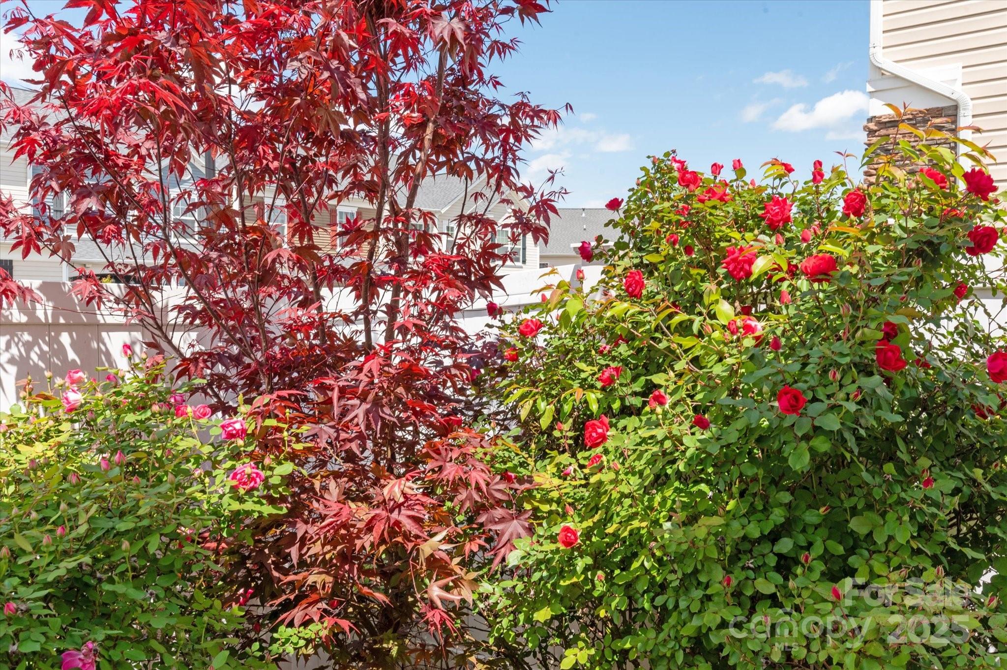 158 Council House Road Fort Mill, SC 29708 - Photo 33 of 41 a flower plants in front of main view